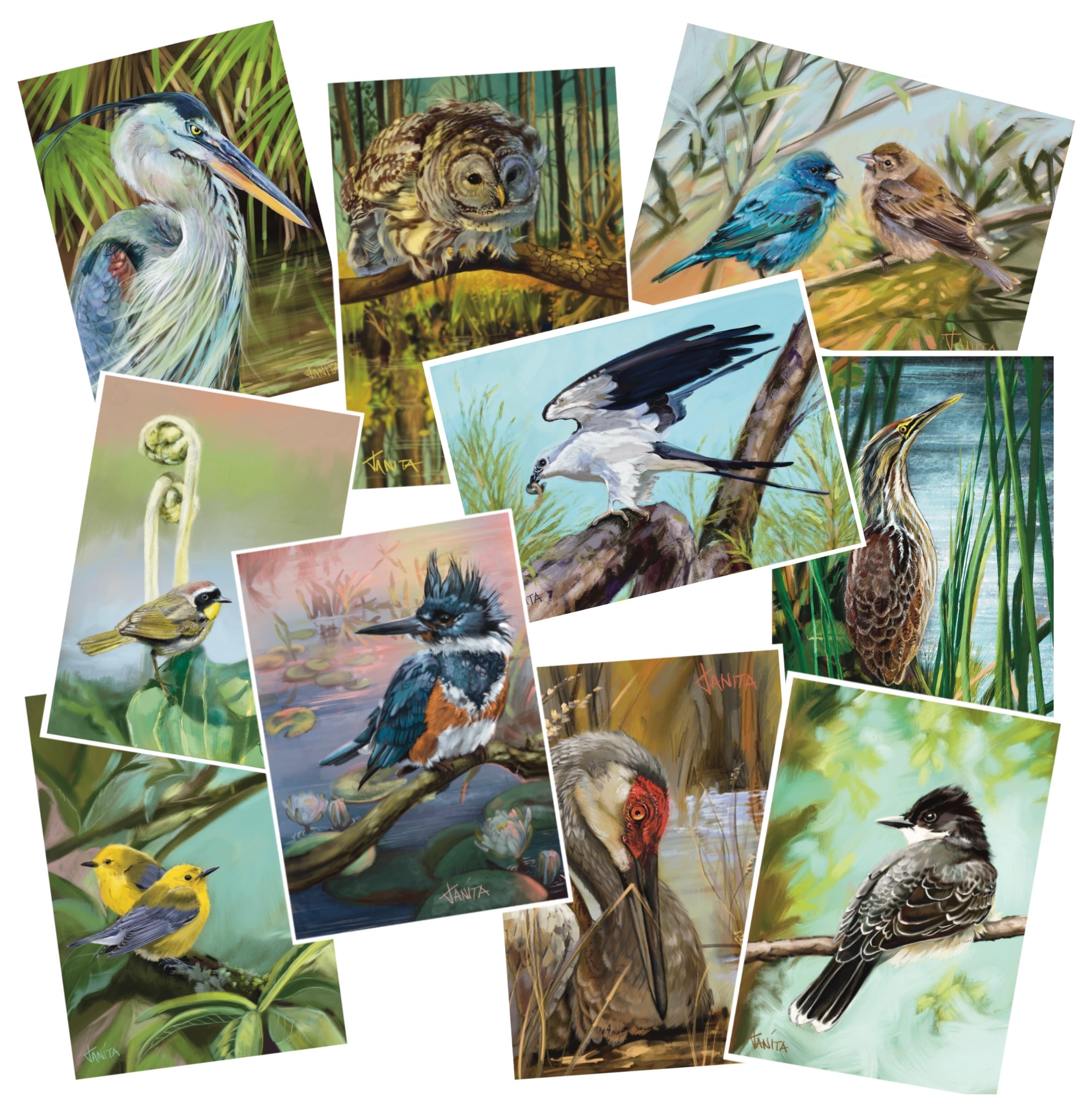 J Nelson | Birds Okeefenokee Cards 10 Pk | J Nelson | Cloister Collection Designer Fashion